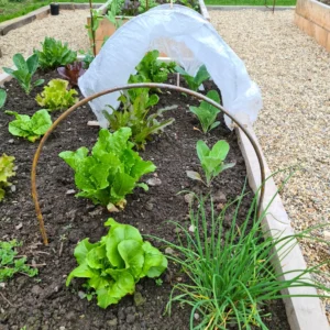 Cloche Hoops