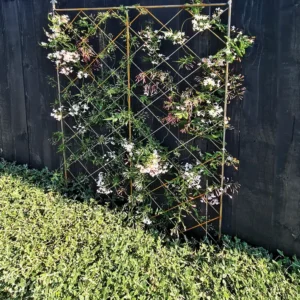 Duchess Trellis