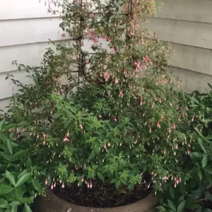 Small ladder