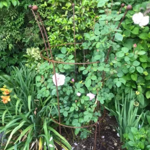 Large Peony ( 5 leg)