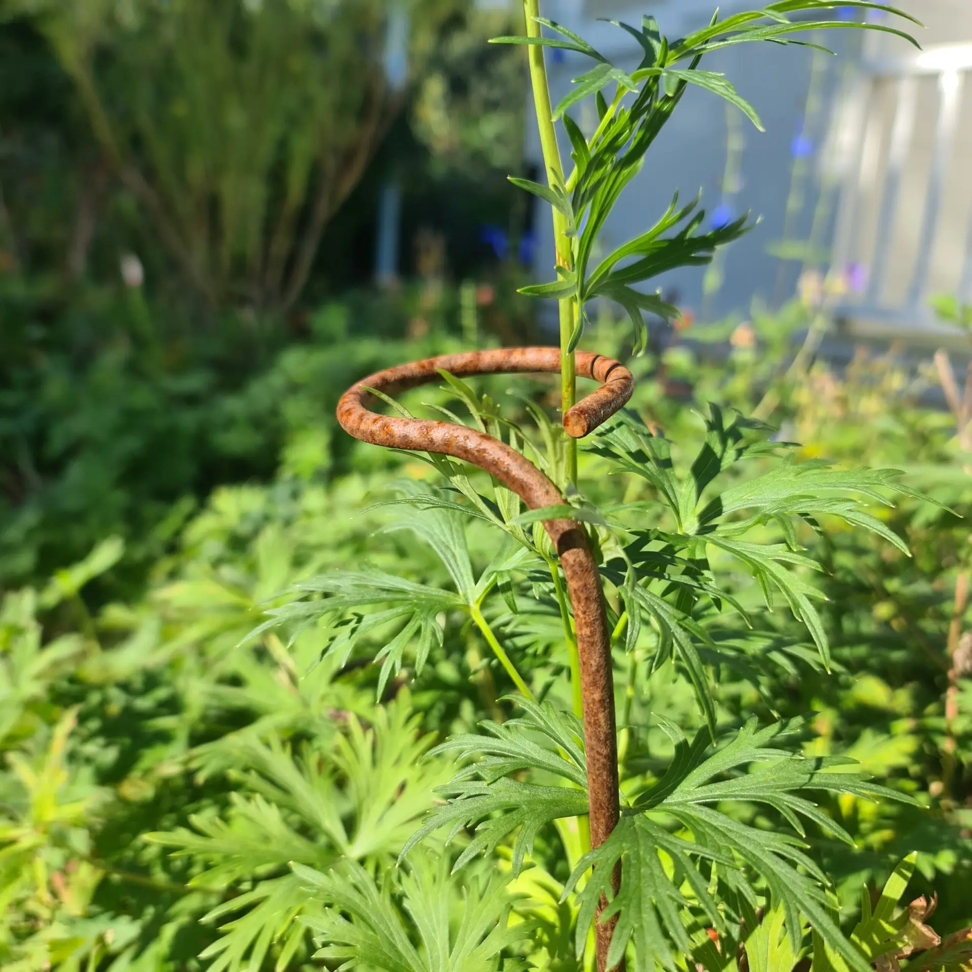 Bloom Spikes