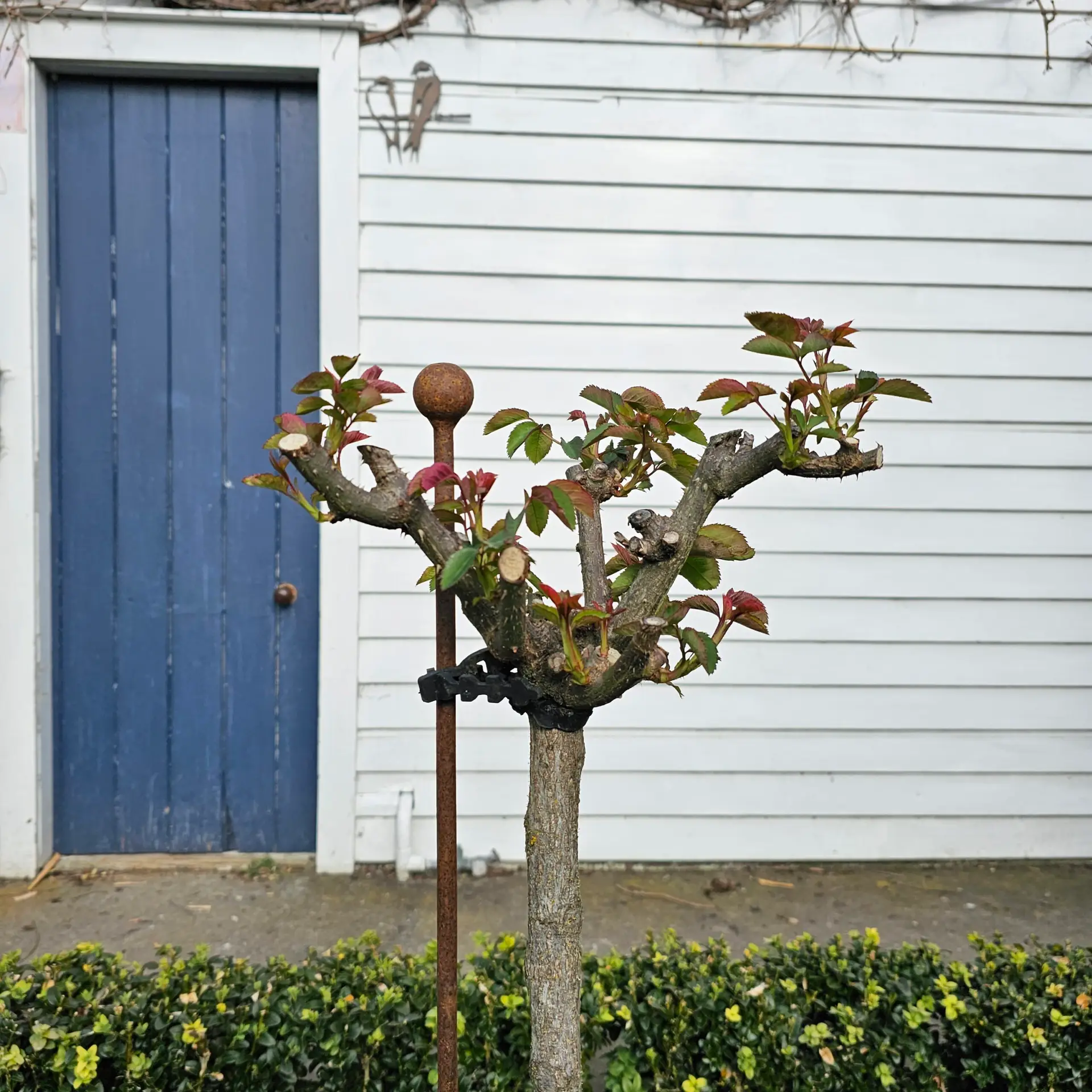 Softee Tree Ties ( 10pk)